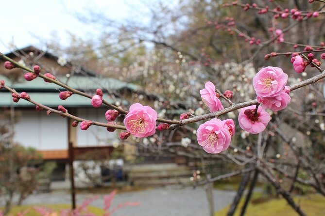 Osaka and Kyoto Stunning Cherry Blossoms and Sakura Cruise Tour - Health and Safety Information