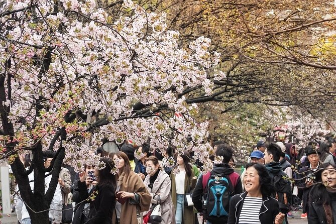 Osaka Cherry Blossom Tour With a Local: 100% Personalized Private - Cancellation Policy