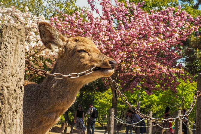 Osaka Cherry Blossom Tour With a Local: 100% Personalized Private - Discovering Hanami in Osaka