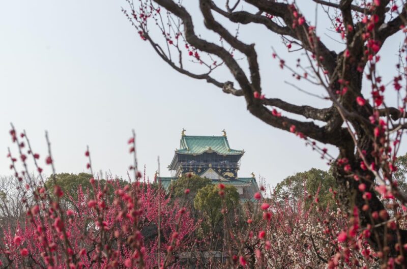 Osaka Cruise Excursion: Private/Custom/City Meetup Possible - Guided Experience