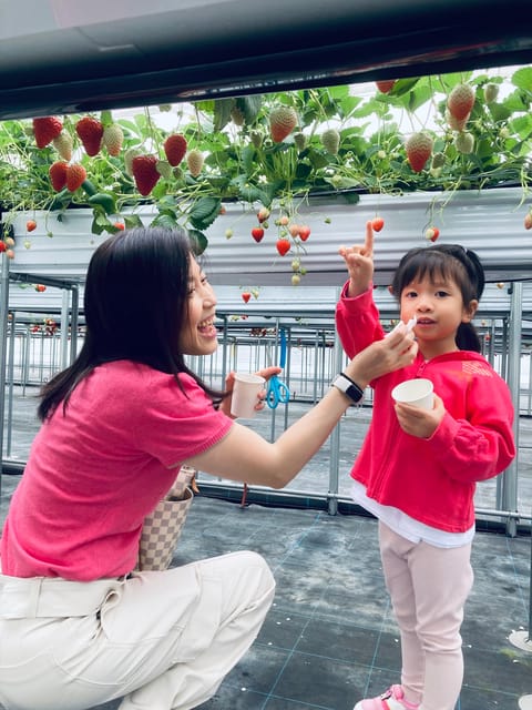 Osaka Izumisano : All You Can Eat Strawberry Picking - Location and Accessibility