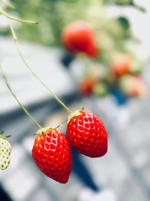 Osaka Izumisano : All You Can Eat Strawberry Picking - Pricing and Booking