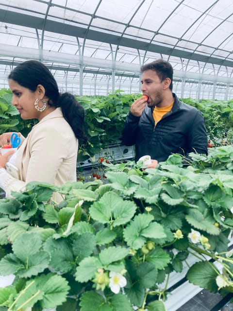 Osaka Izumisano : All You Can Eat Strawberry Picking - What to Expect