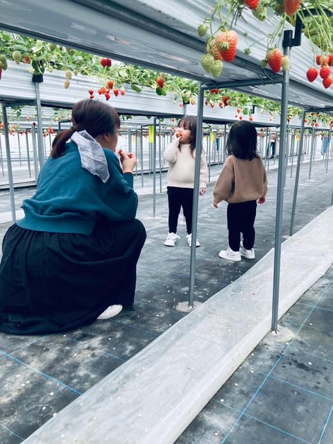 Osaka Izumisano : All You Can Eat Strawberry Picking - Additional Information