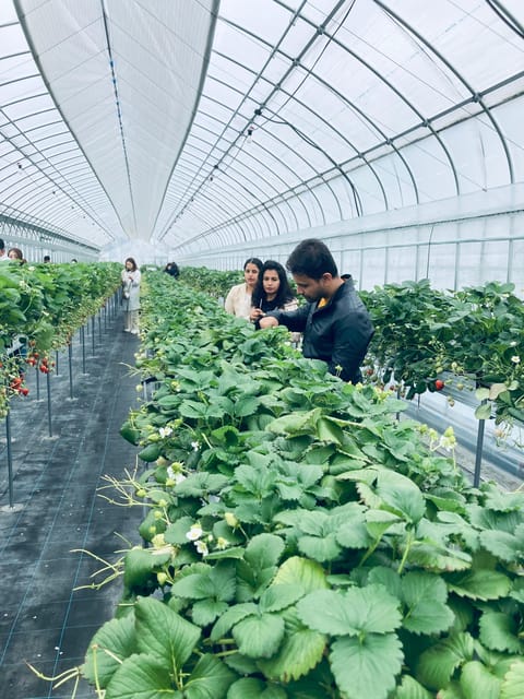 Osaka Izumisano : All You Can Eat Strawberry Picking - Frequently Asked Questions