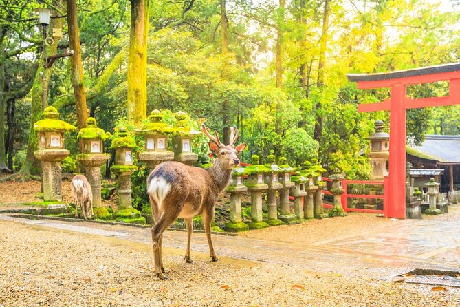 Osaka Kansai Airport to Nara City |A Conveninent Transfer - Traveler Considerations