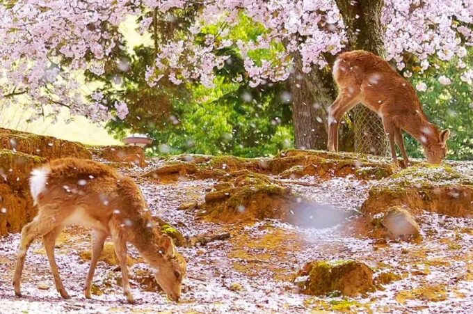 Osaka: Kyoto and Nara UNESCO World Heritage Sites Day Trip - Pricing