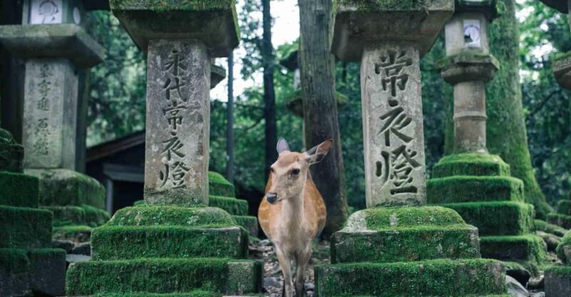 Osaka: Kyoto Kiyomizudera & Nara Deer Sighting Day Trip - Itinerary Highlights