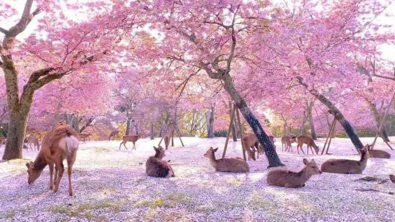 Osaka/Kyoto; Kyoto and Nara customizable Day Tour with Guide - Who Should Consider This Tour?