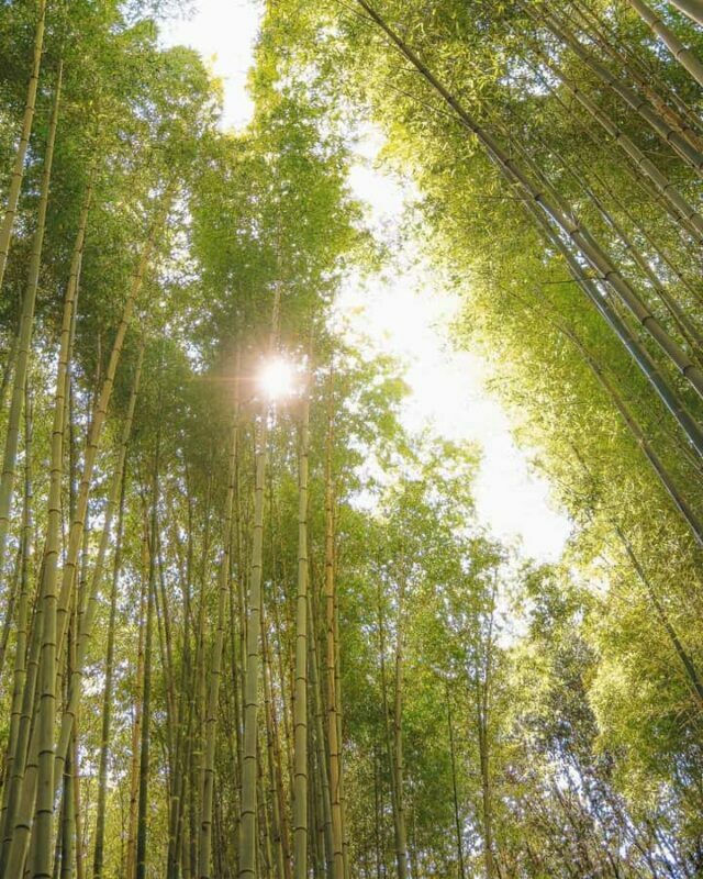 Osaka/Kyoto; Kyoto and Nara customizable Day Tour with Guide - FAQs