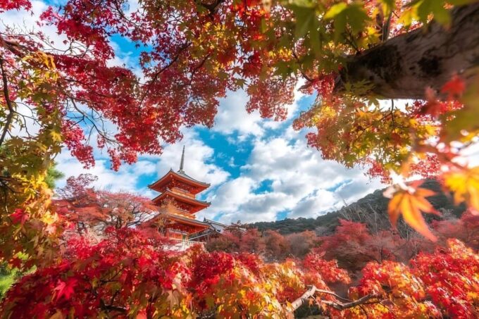 Osaka/Kyoto: Kyoto and Uji UNESCO Word Heritages Bus Tour - Enjoying the Kyoto Prefectural Uji Park