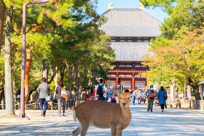 Osaka & Kyoto & Nara Top Hightlights English Speaking Tour - Accessibility and Participation