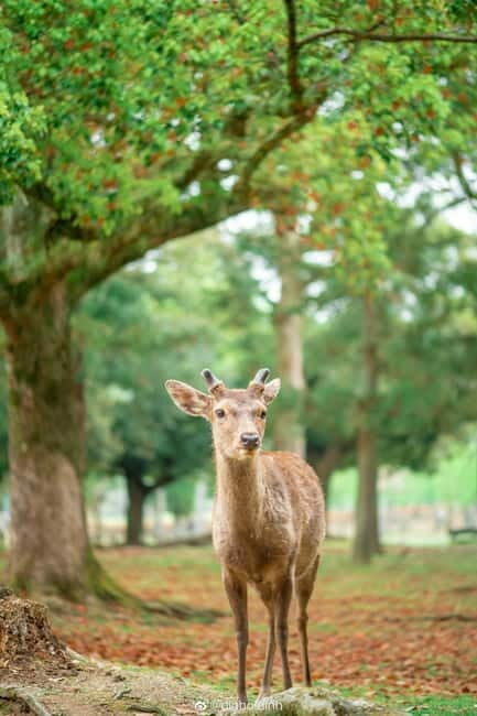 Osaka: Kyoto & Nara & Uji Historical and Scenic One-Day Tour - Who Will Benefit Most from This Tour?