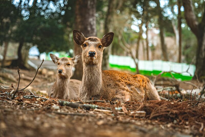 Osaka/Kyoto: Private Kyoto and Nara Day Trip - Kyoto Only Tour