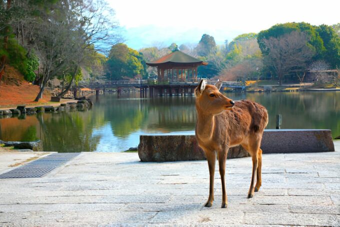 Osaka/Kyoto: Private Kyoto and Nara Day Trip - FAQ