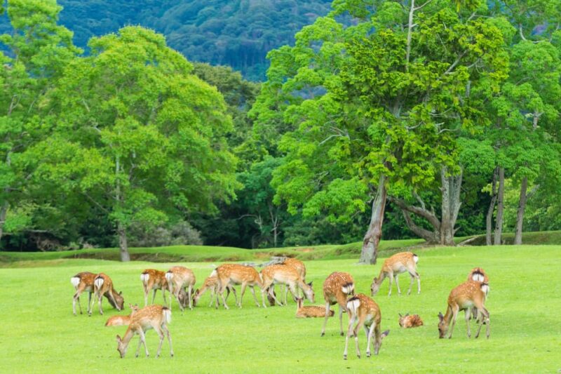 Osaka: Kyoto World Heritage & Nara Cute Deer 1-Day Bus Tour - Key Points