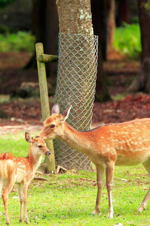 Osaka: Kyoto World Heritage & Nara Cute Deer 1-Day Bus Tour - Highlights