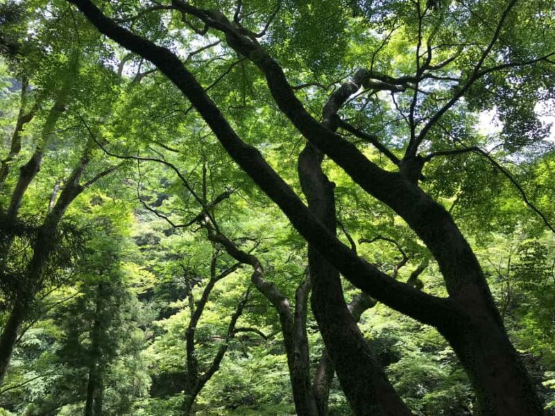 Osaka: Minoh Forest Walk & Giant Waterfall with Local Lunch - Who Should Consider This Tour?
