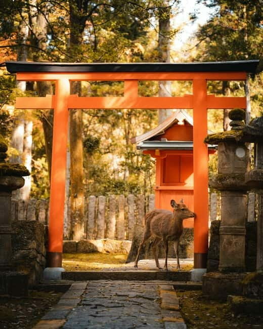 Osaka, Nara and Kyoto Day Trip with English Speaking Driver - An In-Depth Look at the Tour Itinerary