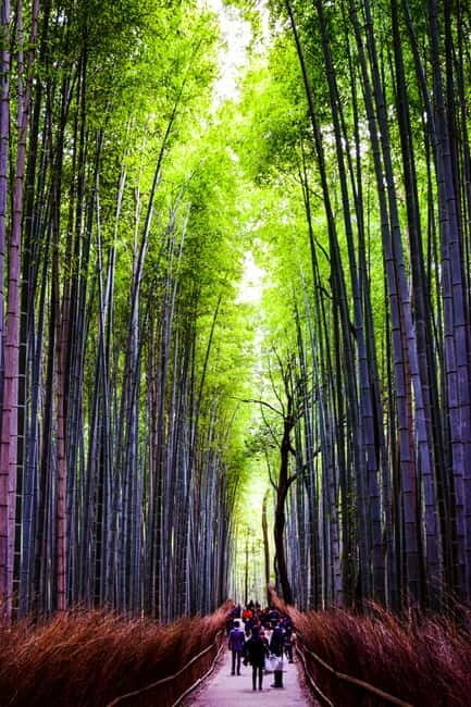 Osaka, Nara and Kyoto Day Trip with English Speaking Driver - Who Will Love This Tour?