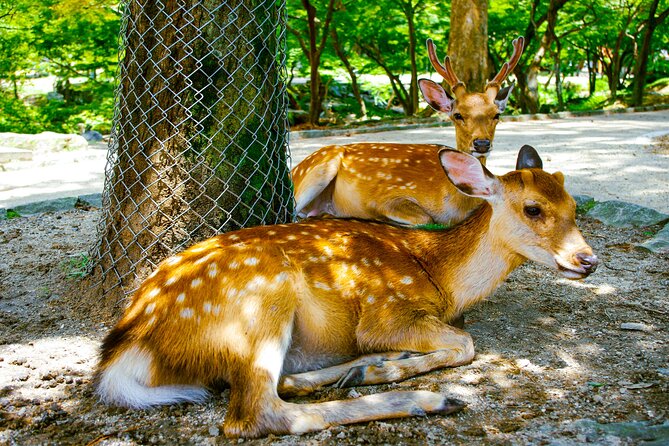 Osaka & Nara in 1-Day by Private Van With Local Japanese Guide - Osaka Local Restaurant