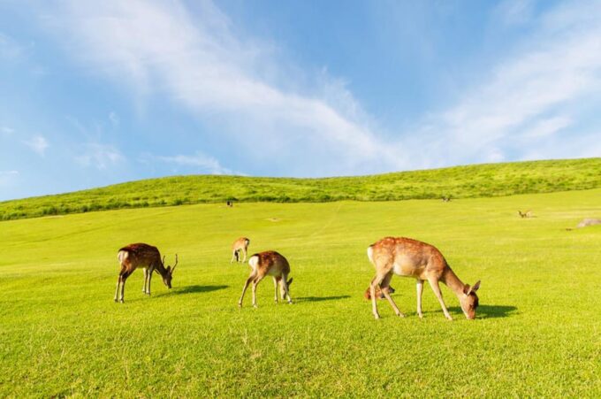 Osaka: Nara Park, Uji Matcha, Todaiji Temple, Onsen Day Tour - Uji Onsens Natural Hot Springs