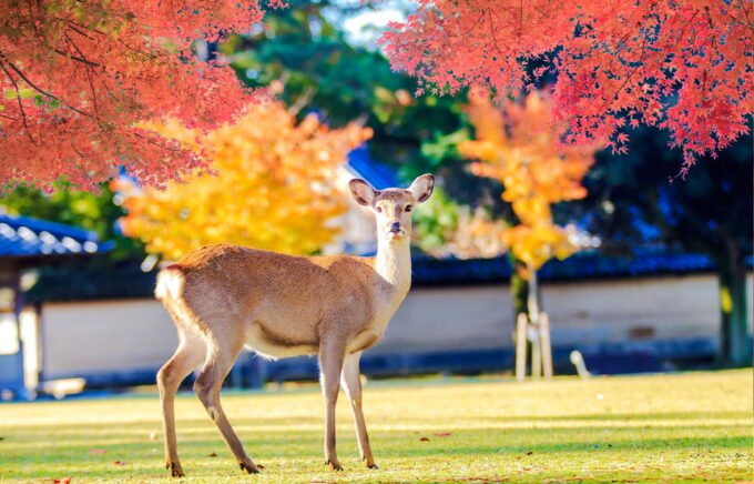 Osaka: Nara Park, Uji Matcha, Todaiji Temple, Onsen Day Tour - Tour Inclusions and Exclusions
