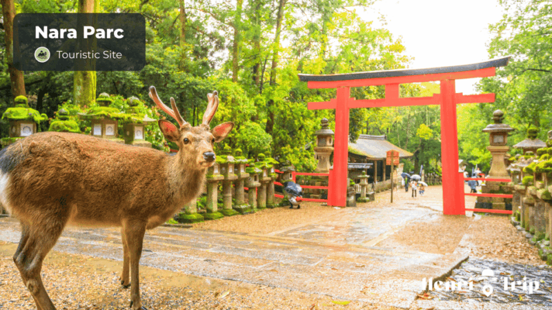 Osaka & Nara : The Only Guide - Exploring Naras Historical Sites