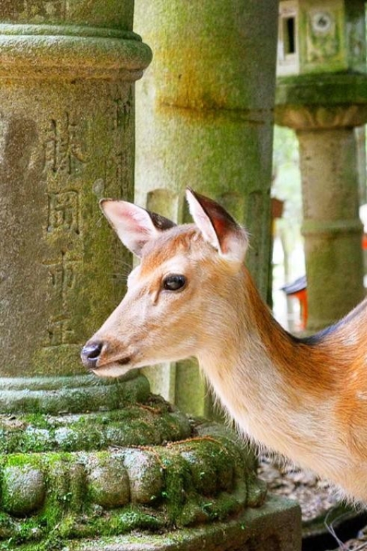 Osaka: Nara, Todaiji, Uji Matcha, and Hot Spring Tour - Nara Park and Deer