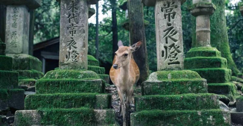 Osaka: Nara & Uji Day Tour: Deer Park, Matcha & Hot Springs - Key Points