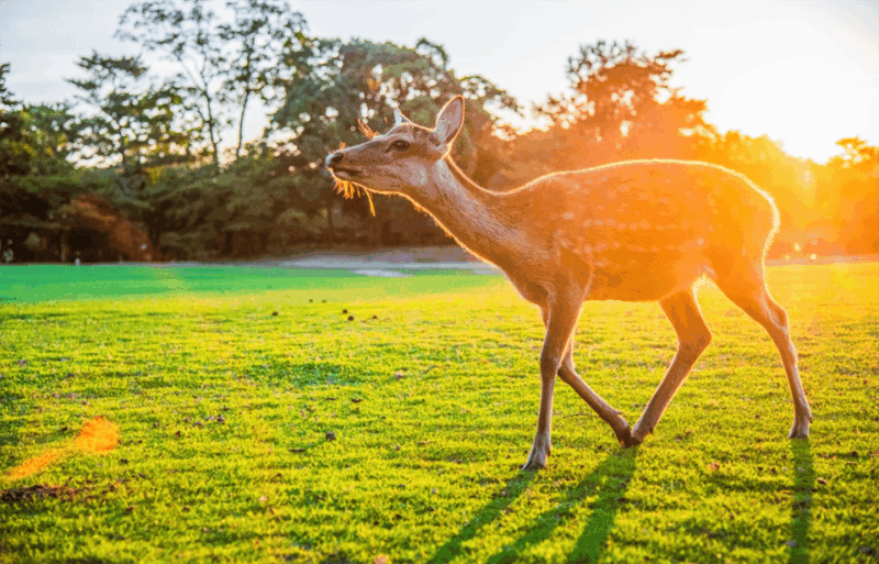 Osaka: Nara, Uji Matcha Experience and Onsen Full Day Tour - Feeding the Deer