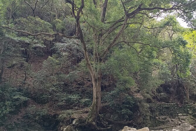 Osaka River Rapids Hike and Natural Hot Spring Tour - Pricing and Booking