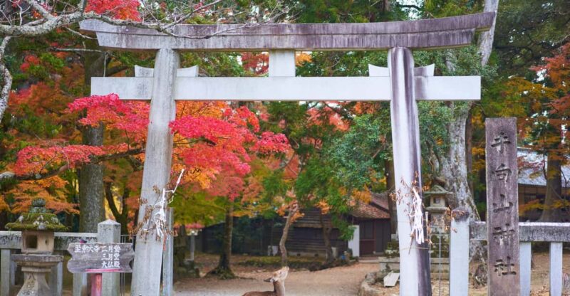 Osaka to Nara: Private Day Trip With a Local - Key Points