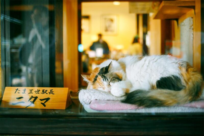 Osaka: Wakayama, Kishi Station, Shirahama and Coast Day Tour - Transportation and Inclusions