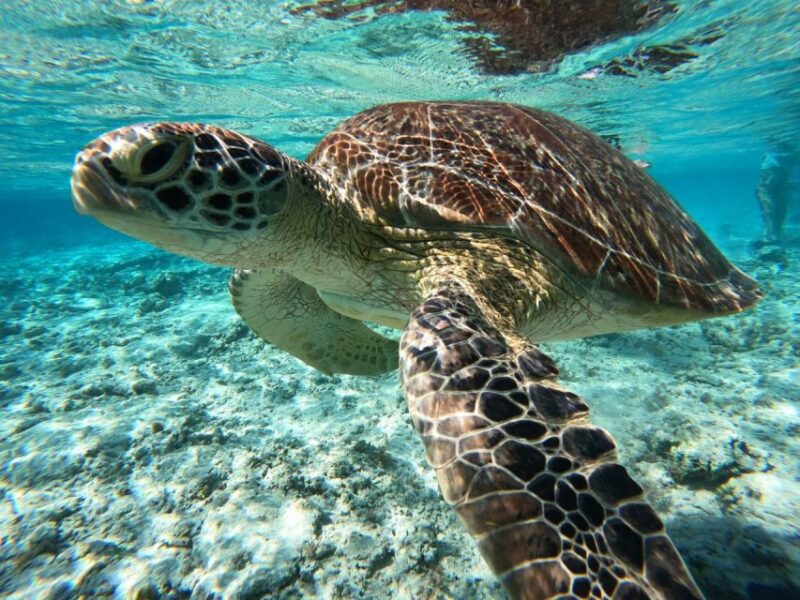 OSEANA ADVENTURE - PUBLIC & PRIVATE SNORKELING - Included Amenities