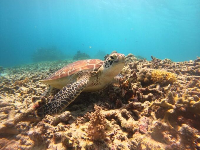 OSEANA ADVENTURE - PUBLIC & PRIVATE SNORKELING - Booking Information