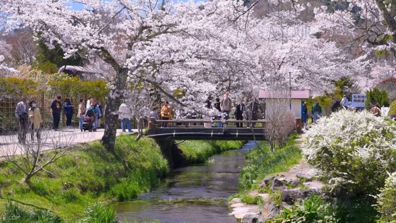 Oshino Hakkai, Mount Fuji Hot Spring One Day Tour - Inclusions