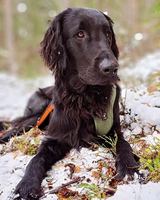 Oslo: Scenic Hike & Norwegian Waffles With a Local & Her Dog - Participant Information