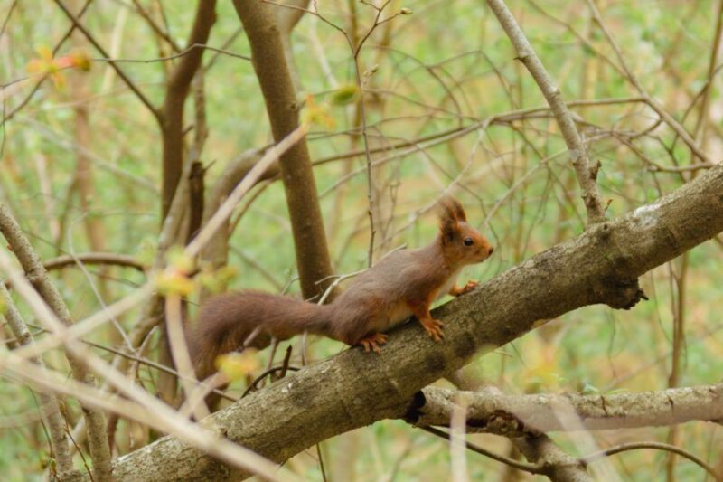 Oslo: Skjennungstoppen Wildlife Forest Hiking Tour - Nature Exploration