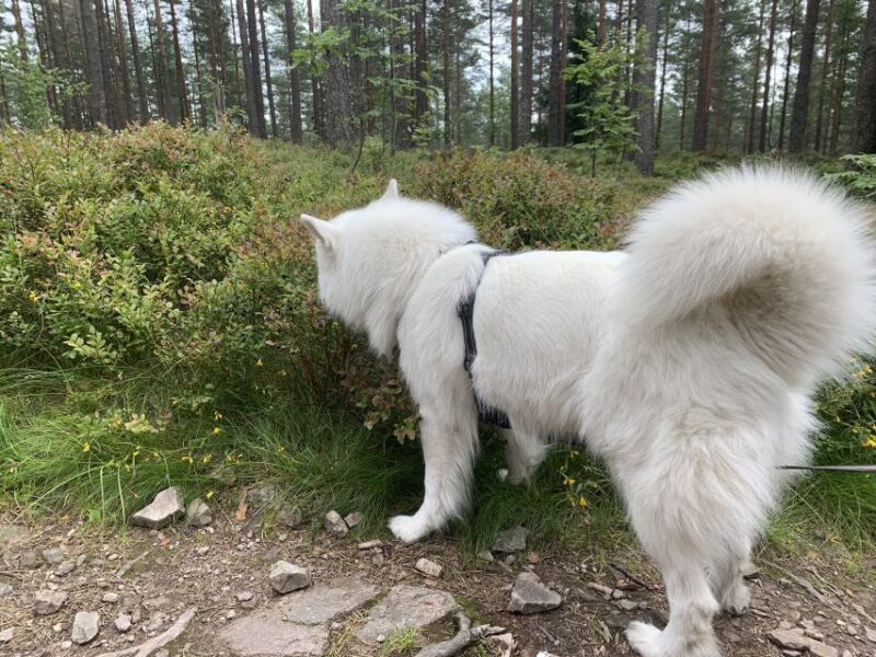 Oslo: Skjennungstoppen Wildlife Forest Hiking Tour - Scenic Views