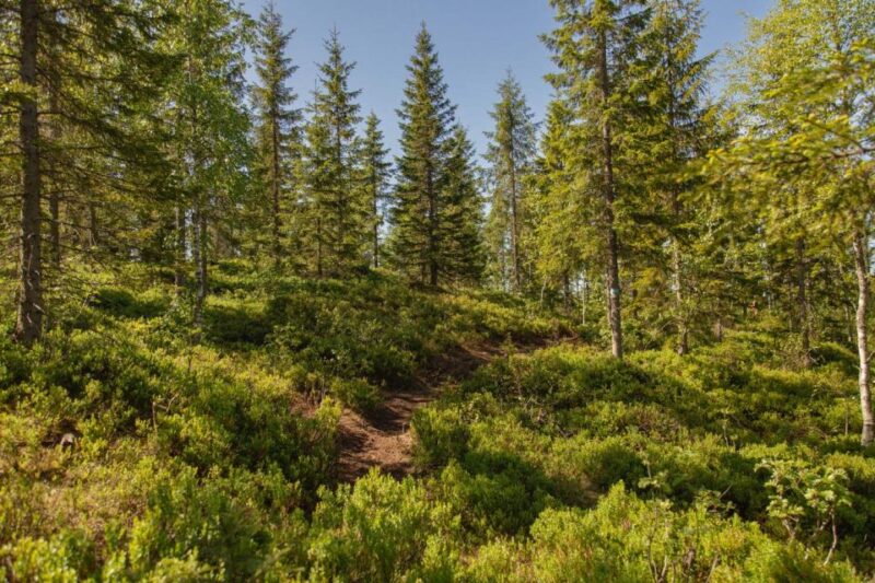 Oslo: Vettakollen Hike With Oslofjord View - Transportation to the Trailhead