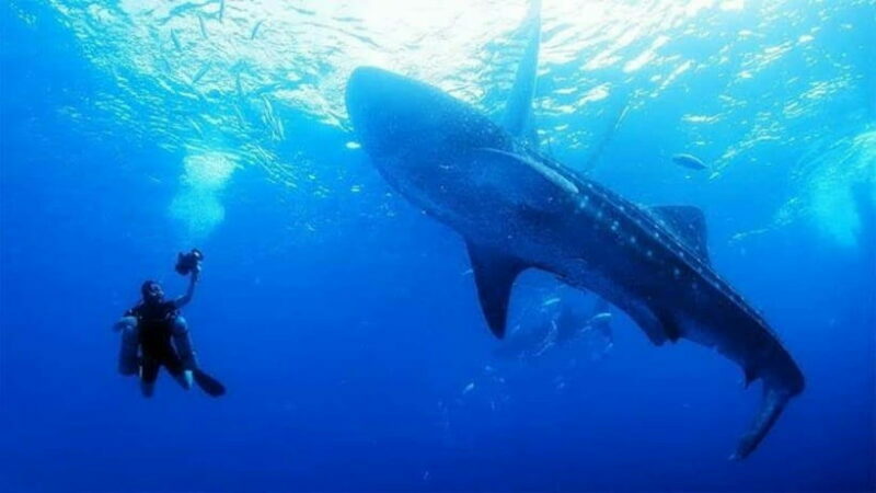 Oslob Cebu: Whaleshark Scuba Diving & Sumilon Sanctuary - Key Points