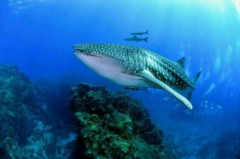 Oslob Cebu: Whaleshark Scuba Diving & Sumilon Sanctuary - Who Will Love This Experience