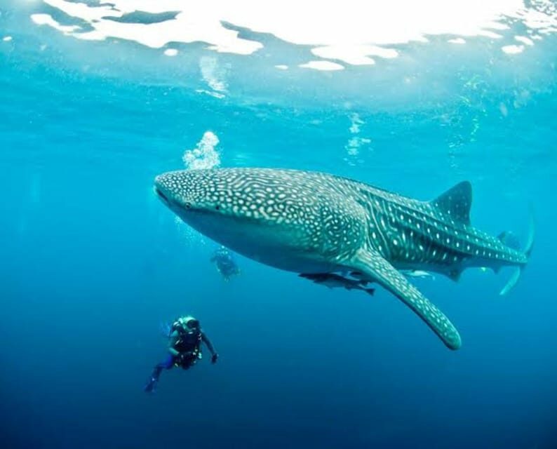 Oslob Cebu: Whaleshark Scuba Diving & Sumilon Sanctuary - Final Thoughts