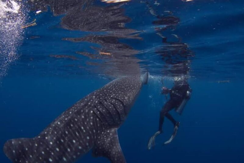 Oslob Cebu: Whaleshark Scuba Diving & Sumilon Sanctuary - Key Points