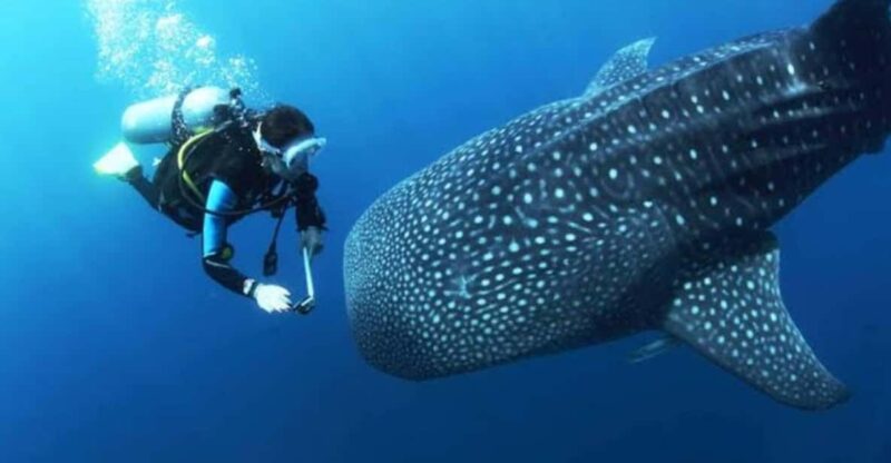 Oslob Cebu: Whaleshark Scuba Diving & Sumilon Sanctuary - Itinerary and Transportation
