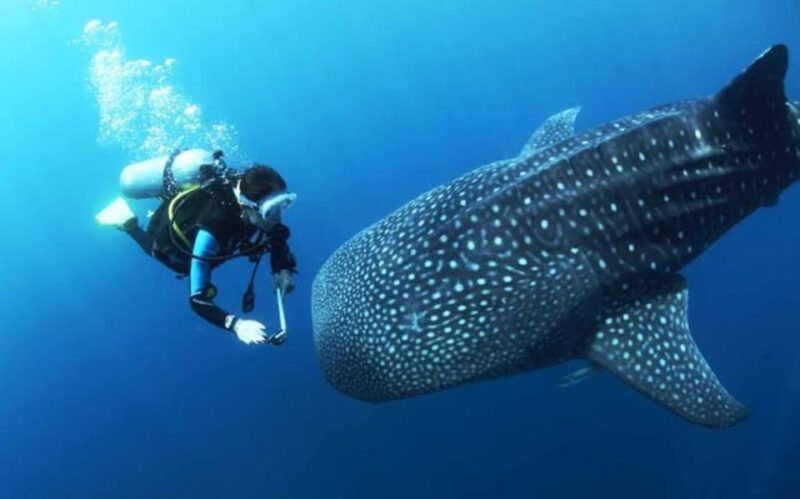 Oslob Cebu: Whaleshark Scuba Diving & Sumilon Sanctuary - Diving Experience