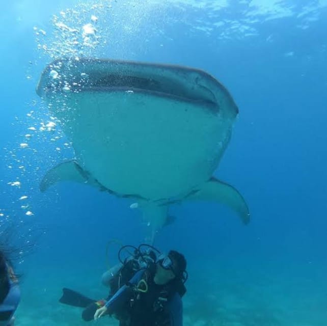 Oslob Cebu: Whaleshark Scuba Diving & Sumilon Sanctuary - Marine Life and Environment
