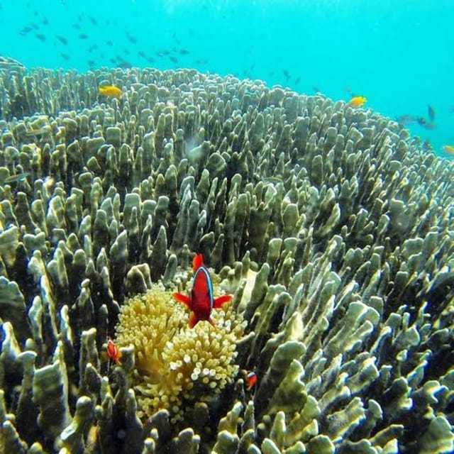 Oslob Cebu: Whaleshark Scuba Diving & Sumilon Sanctuary - Inclusions and Important Information