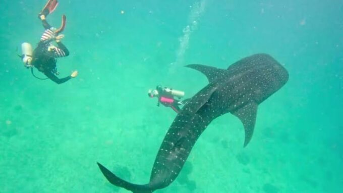 Oslob Cebu: Whaleshark Scuba Diving & Sumilon Sanctuary - Whale Shark Conservation Insights